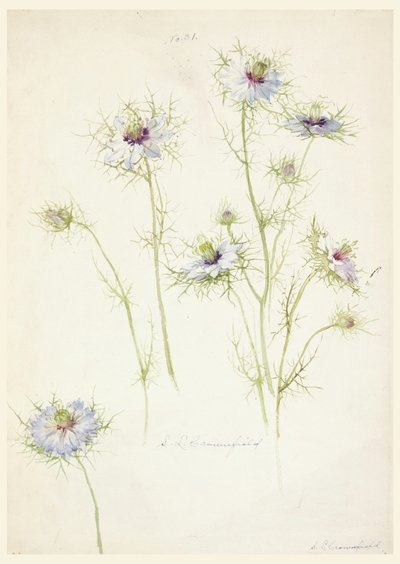 Dessin, études : L