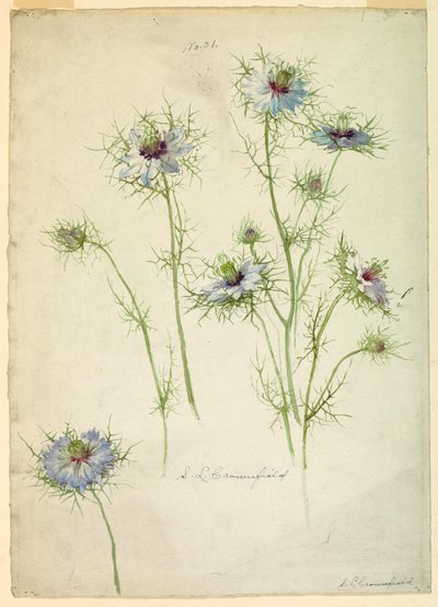 Dessin, études : L