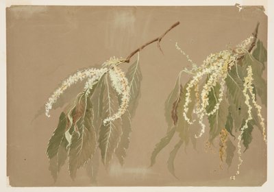 Étude de branches de châtaignier - Sophia L. Crownfield