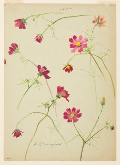 Étude de cosmos - Sophia L. Crownfield