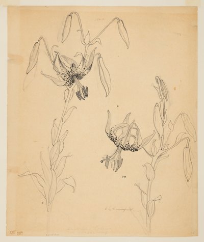 Étude de lys tigrés - Sophia L. Crownfield