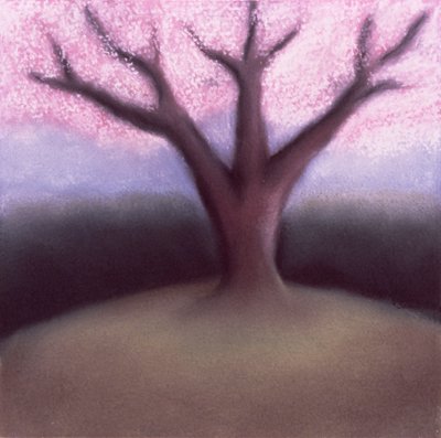 Arbre en fleur - Sophie Hacker