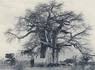Un baobab - South African Photographer