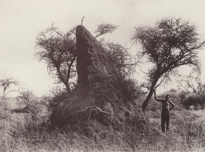 Un énorme fourmilière - South African Photographer