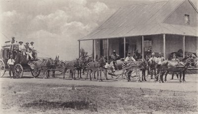 Un Moyen de Transport Original, Zèbres tirant le Carrosse Postal - South African Photographer