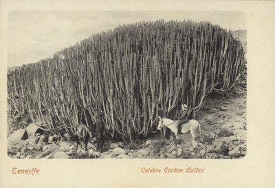 Hommes observant le célèbre cactus de Cardon à Ténérife (photo n/b) - Spanish Photographer