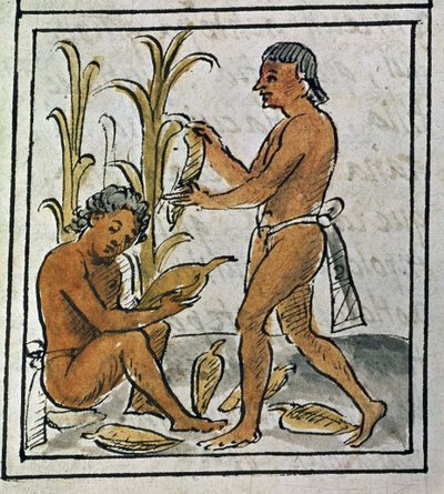 Codex de la conquête du Mexique : récolte de maïs - Spanish School