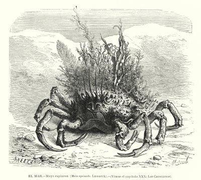 Crabe araignée européen (Maja squinado) - Spanish School