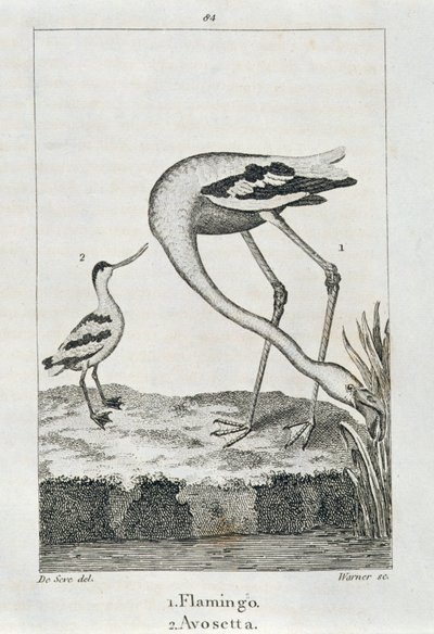 Flamant rose et Avosette, de 