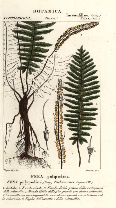 Fougère à soies, Trichomanes elegans - Stanghi Stanghi