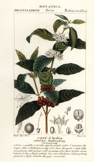 Café, Coffea arabica - Stanghi Stanghi