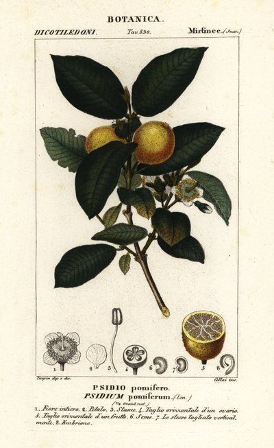 Goyave commune, Psidium guajava - Stanghi Stanghi