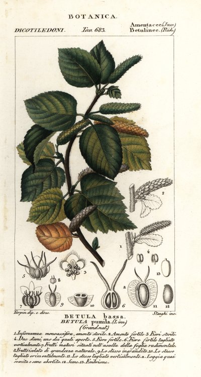 Bouleau nain, Betula pumila - Stanghi Stanghi