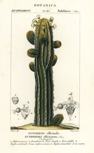Euphorbia officinarum - Stanghi Stanghi