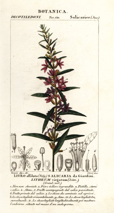 Salicaire européenne, Lythrum virgatum - Stanghi Stanghi