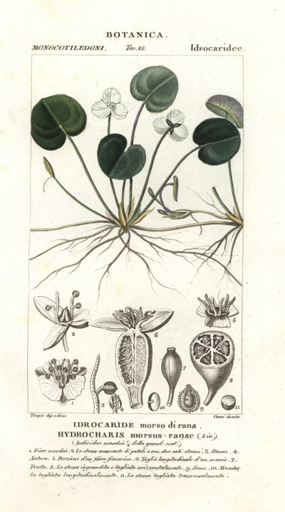 Grenouillette, Hydrocharis morsus-ranae - Stanghi Stanghi