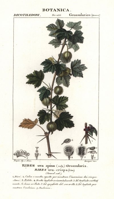 Ribes uva-crispa - Stanghi Stanghi