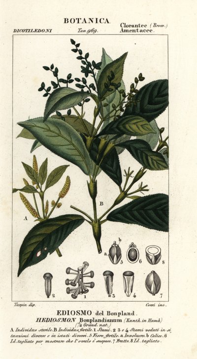 Hedyosmum bonplandianum - Stanghi Stanghi