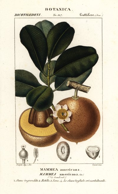 Pomme mammee, Mammea americana - Stanghi Stanghi