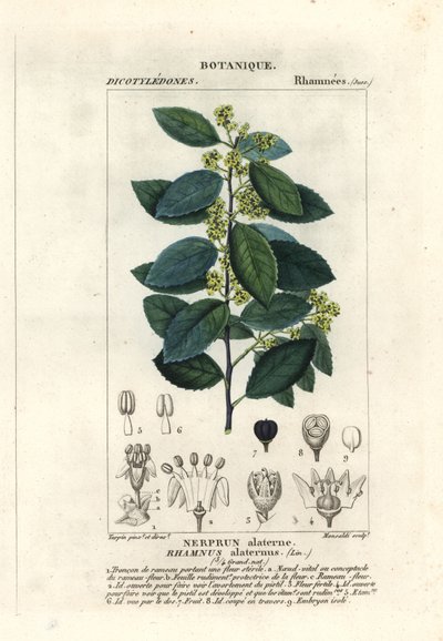 Nerprun méditerranéen, Rhamnus alaternus - Stanghi Stanghi