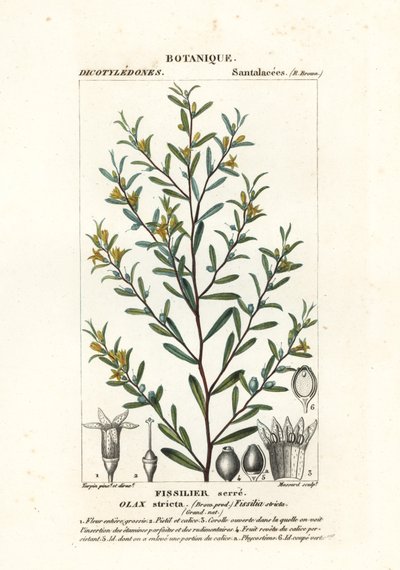 Olax stricta - Stanghi Stanghi