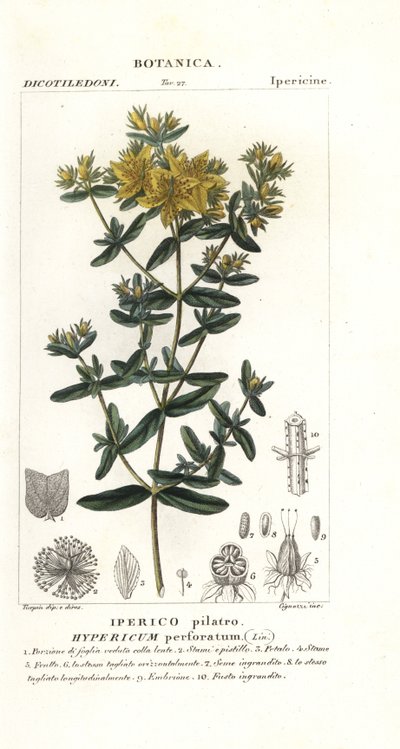 Millepertuis perforé, Hypericum perforatum - Stanghi Stanghi