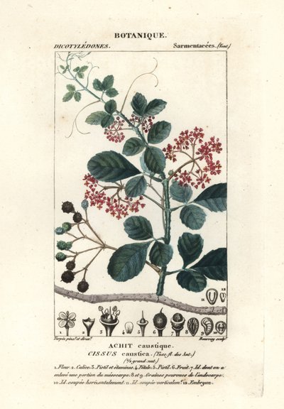 Cissus obovata - Stanghi Stanghi