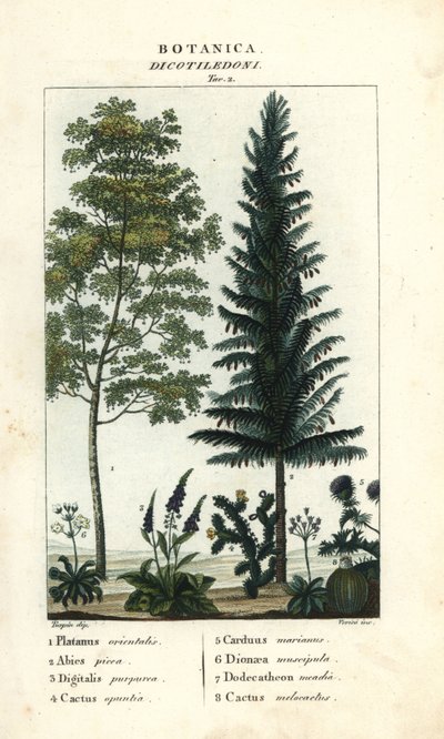 Sycomore, sapin argenté, digitale, figuier de Barbarie, etc. - Stanghi Stanghi