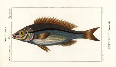 Threadfin bream, Pentapodus fasciuola - Stanghi Stanghi