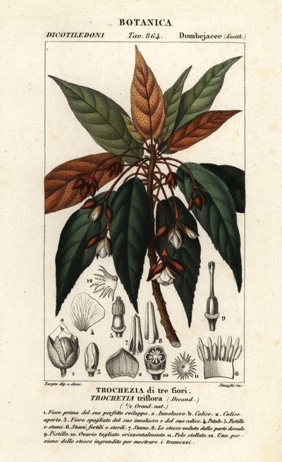 Trochetia triflora - Stanghi Stanghi