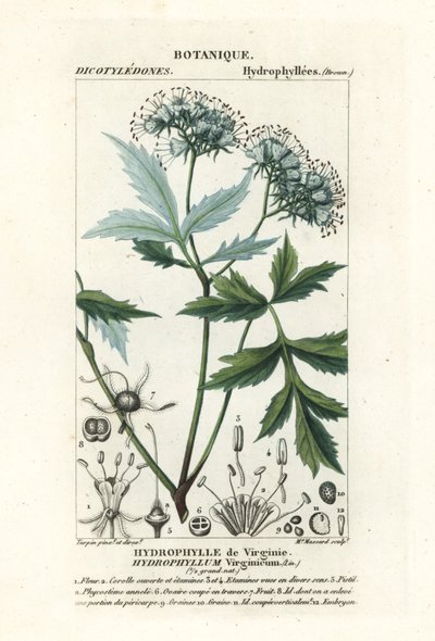 Hydrophylle de Virginie, Hydrophyllum virginianum - Stanghi Stanghi
