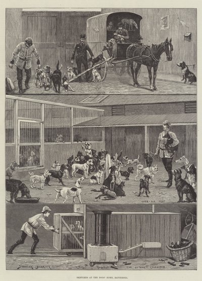 Croquis au refuge pour chiens, Battersea - Stanley Berkeley