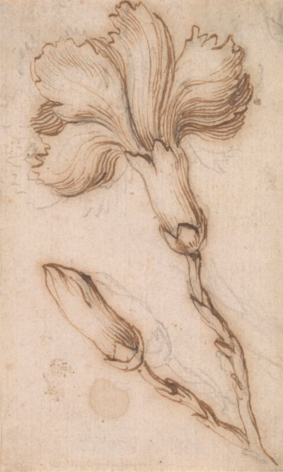 Étude de roses et d