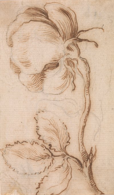 Étude de roses et d
