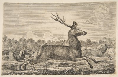 Chiens chassant un cerf et une biche - Stefano della Bella