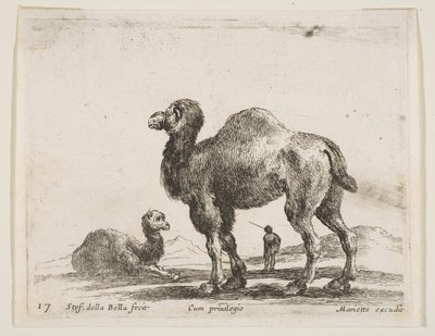 Planche 17 : chameaux, de Divers animaux - Stefano della Bella