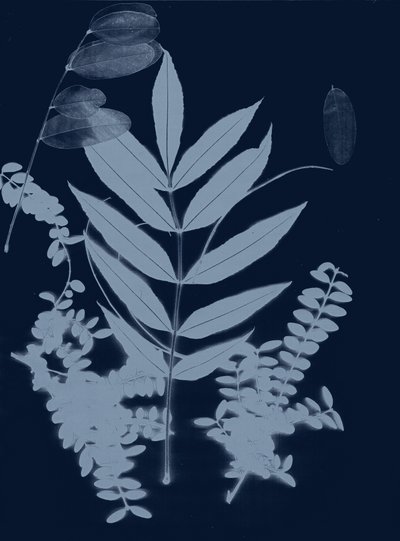 Cyan Foliage 01, 2017 (numérique) - Stephen Dow