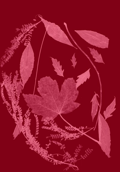 Feuillage rouge, 2017 (numérique) - Stephen Dow