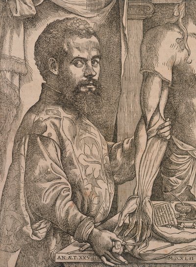 Andreas Vesalius disséquant les muscles de l