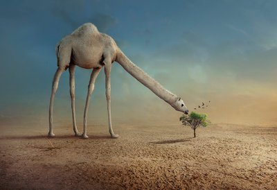  - Sulaiman Almawash