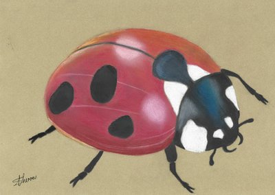 Jolie coccinelle rouge - Sunet Theron