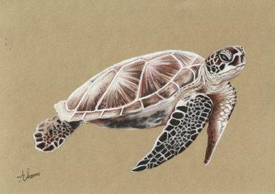 Une tortue de mer qui nage - Sunet Theron