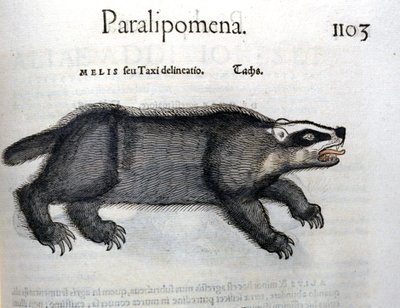 Blaireau, illustration de 