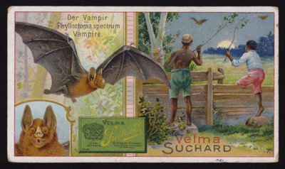 Chauve-souris vampire - Swiss School