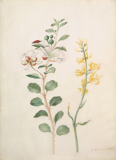 Étude de câpres, ajoncs et un scarabée, 1693 - Sybilla Merian