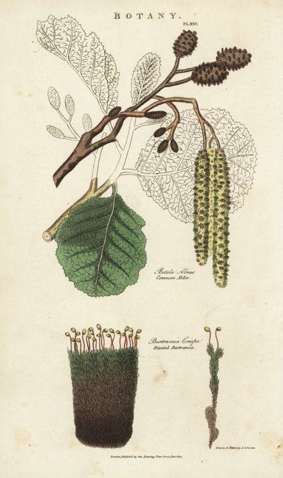 Aulne et mousse variété - Betula alnus et Bartramia crispa - Sydenham Teast Edwards