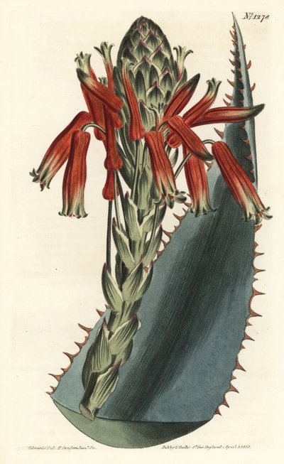 Aloès variété - Aloès bleu, Aloe glauca (Aloès glauque à épines rouges, Aloe rhodacantha) - Gravure à la main par F. Sansom Jr. d
