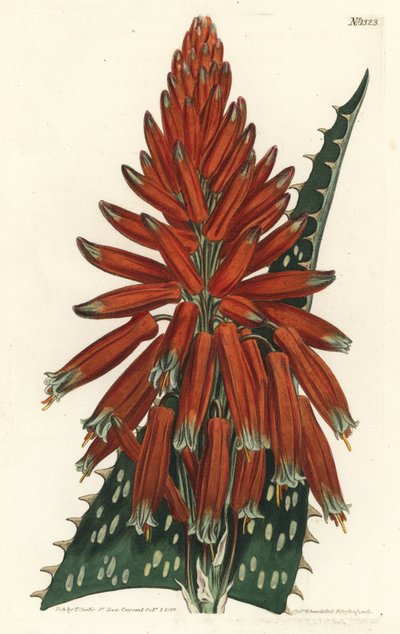 Aloe maculata - Sydenham Teast Edwards