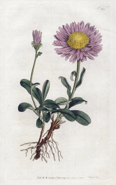 Aster des Alpes ou Reine Marguerite des Alpes - Sydenham Teast Edwards