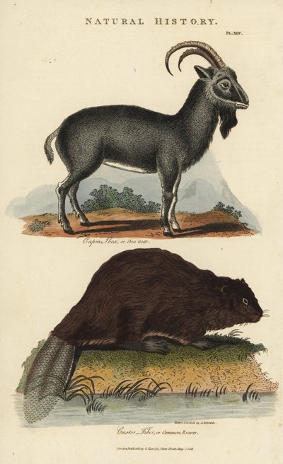 Bouquetin des Alpes et castor européen ou castor commun - Capra ibex et Castor fiber - Sydenham Teast Edwards